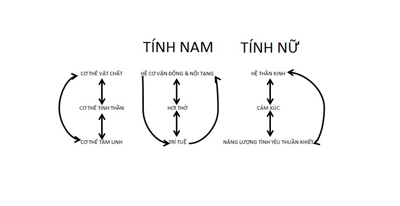 Phân tích cơ thể học con người