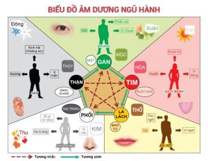 Hệ tiêu hóa con người - Cách trị liệu chuyên sâu cho hệ tiêu hóa