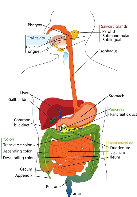 Hệ tiêu hóa con người - Cách trị liệu chuyên sâu cho hệ tiêu hóa