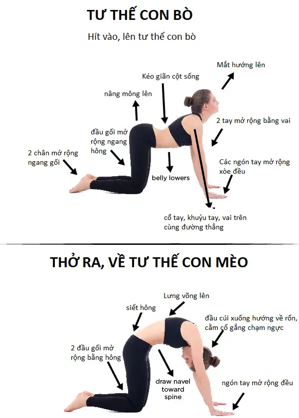 Yoga Trị Liệu cho lưng Bí quyết giúp lưng khỏe mạnh