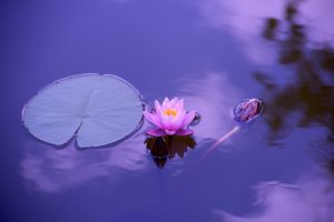 Yoga Trị Liệu: Giải Pháp Cho Đau Khớp Gối và Đau Lưng Yoga Trị Liệu: Giải Pháp Cho Đau Khớp Gối và Đau Lưng